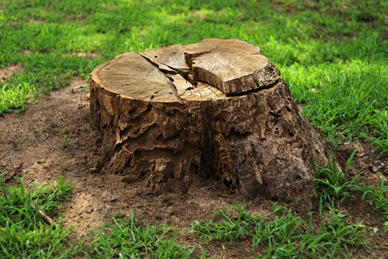 Stump removal in Beverly Hills, CA