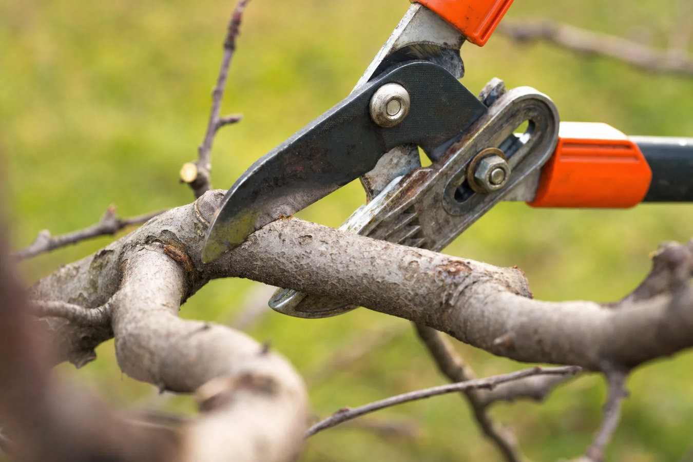 Tree pruning in Beverly Hills, CA